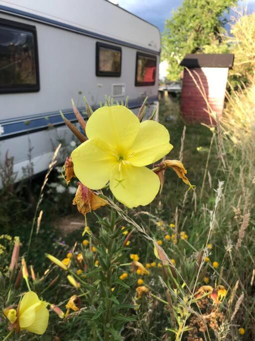 Tiny House Anneliese Hunde Okay Villa Oberbettingen Екстериор снимка